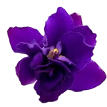 African Violet Flower